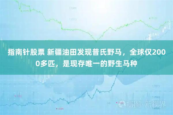 指南针股票 新疆油田发现普氏野马，全球仅2000多匹，是现存唯一的野生马种