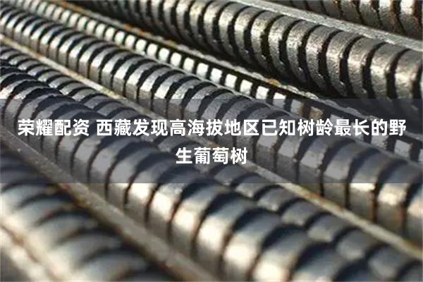 荣耀配资 西藏发现高海拔地区已知树龄最长的野生葡萄树